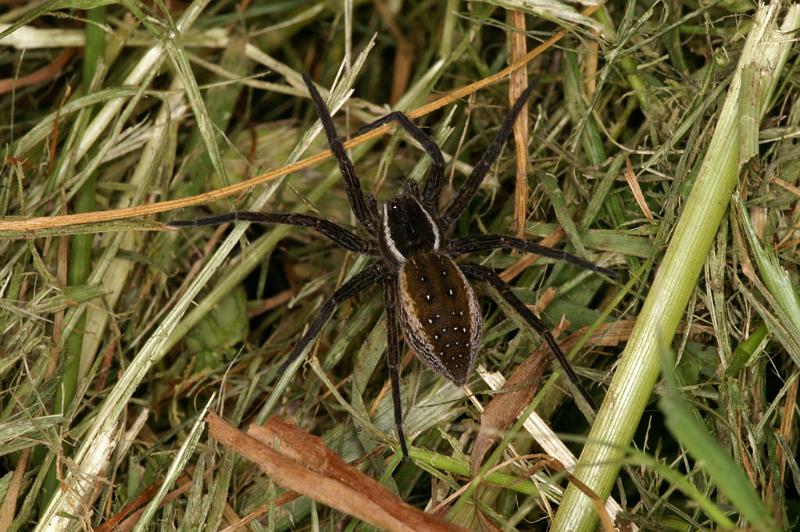 Dolomedes_fimbriatus_D5116_Z_91_Canal du Nivernais_Frankrijk.jpg